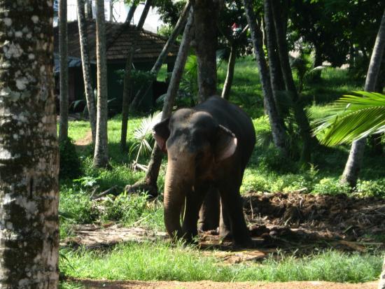 Attanagalla Raja Maha Viharaya